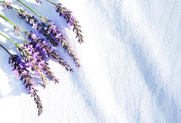 lavender on sheet