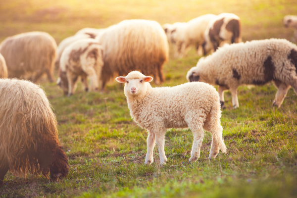 veterinary antibiotic