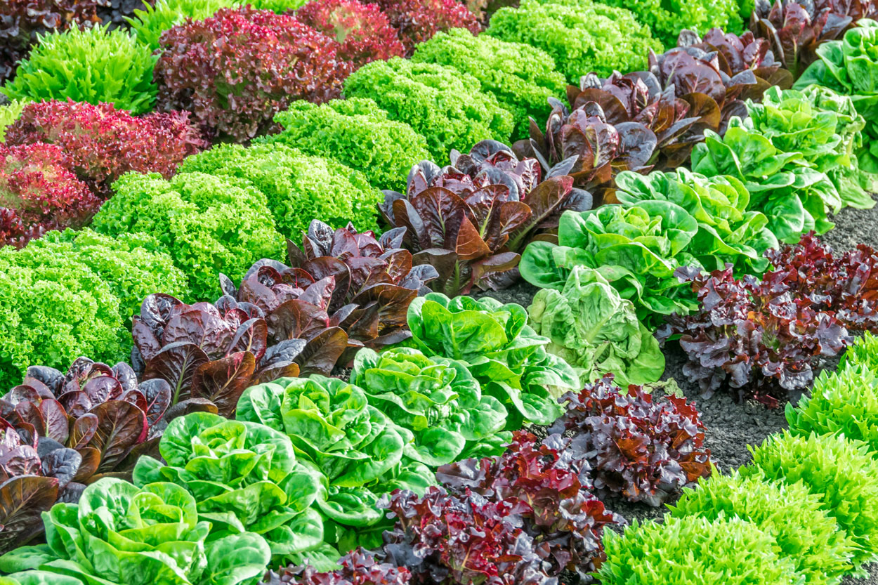 micronutrients in fertilizers