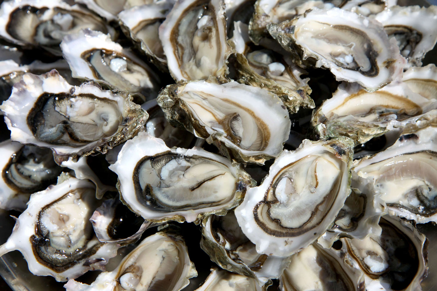 oysters