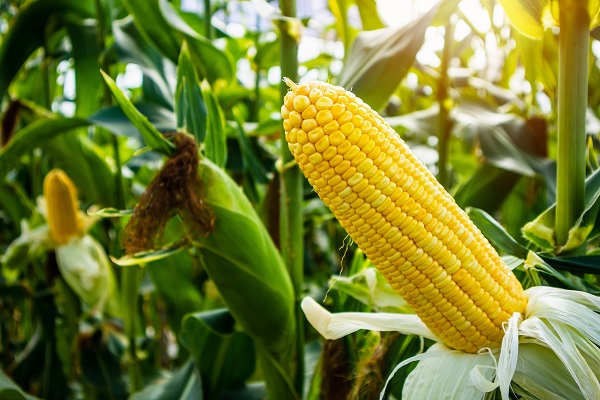 corn