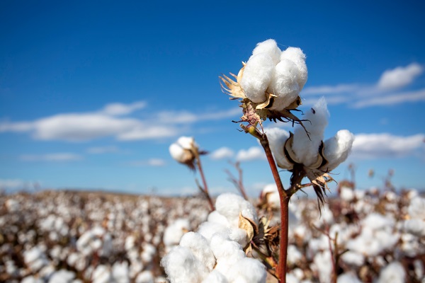cotton