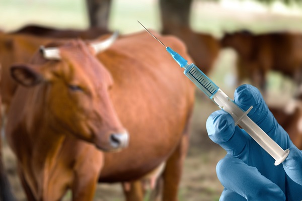 animal health