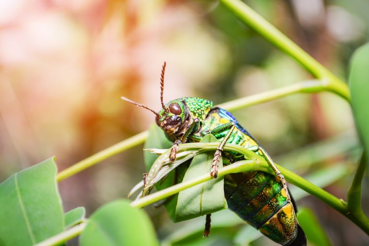 insecticides protect plants