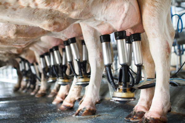 Jarace for milk fat precentage
