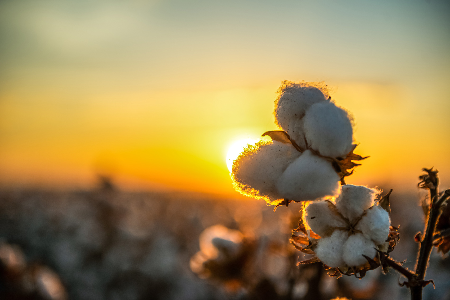 nitrogen stabilizers - cotton