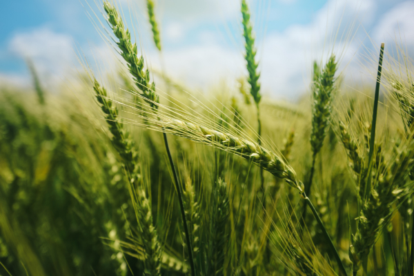 processing aids for crop protection