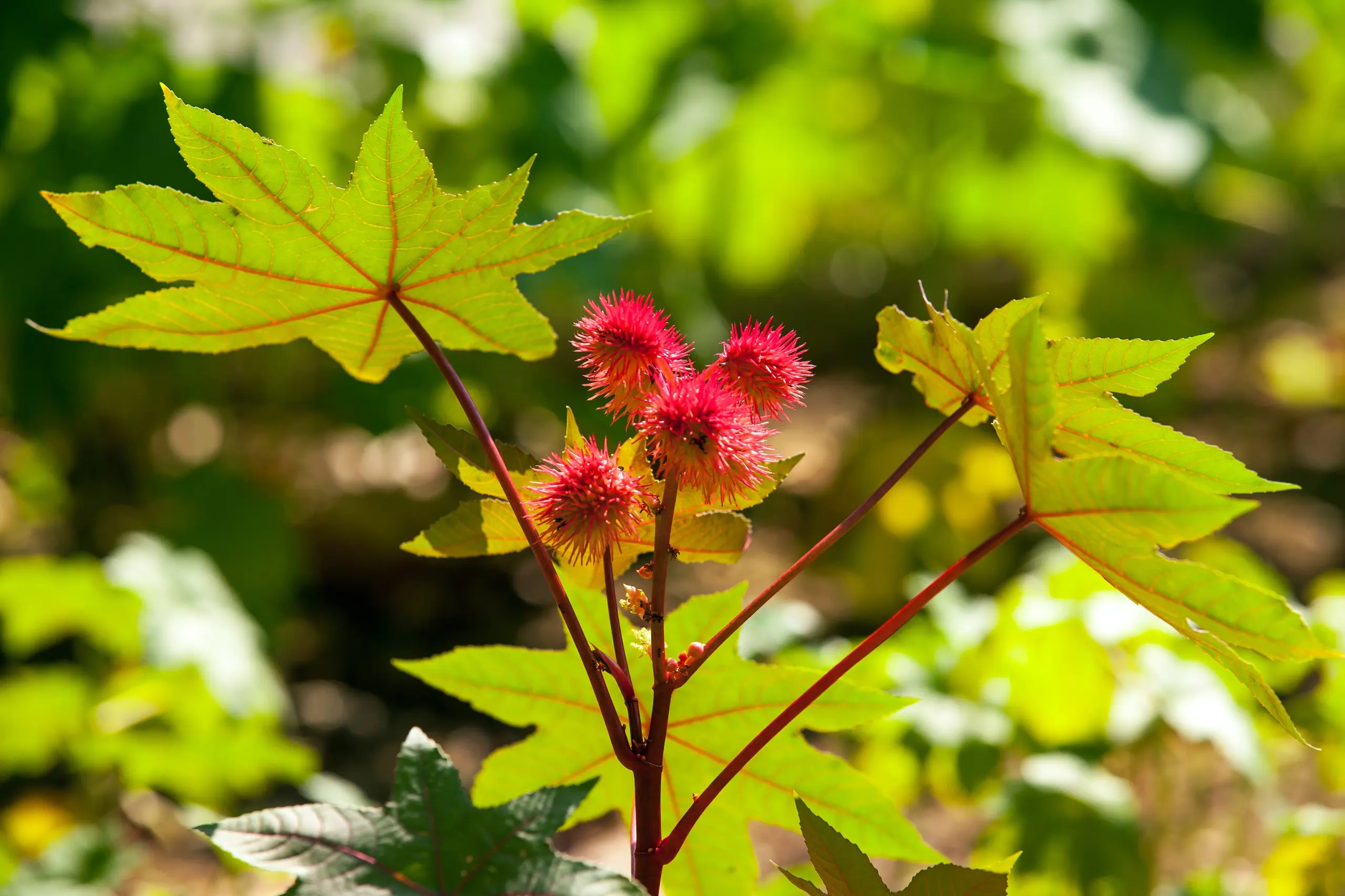 castor_oil_plant_detail