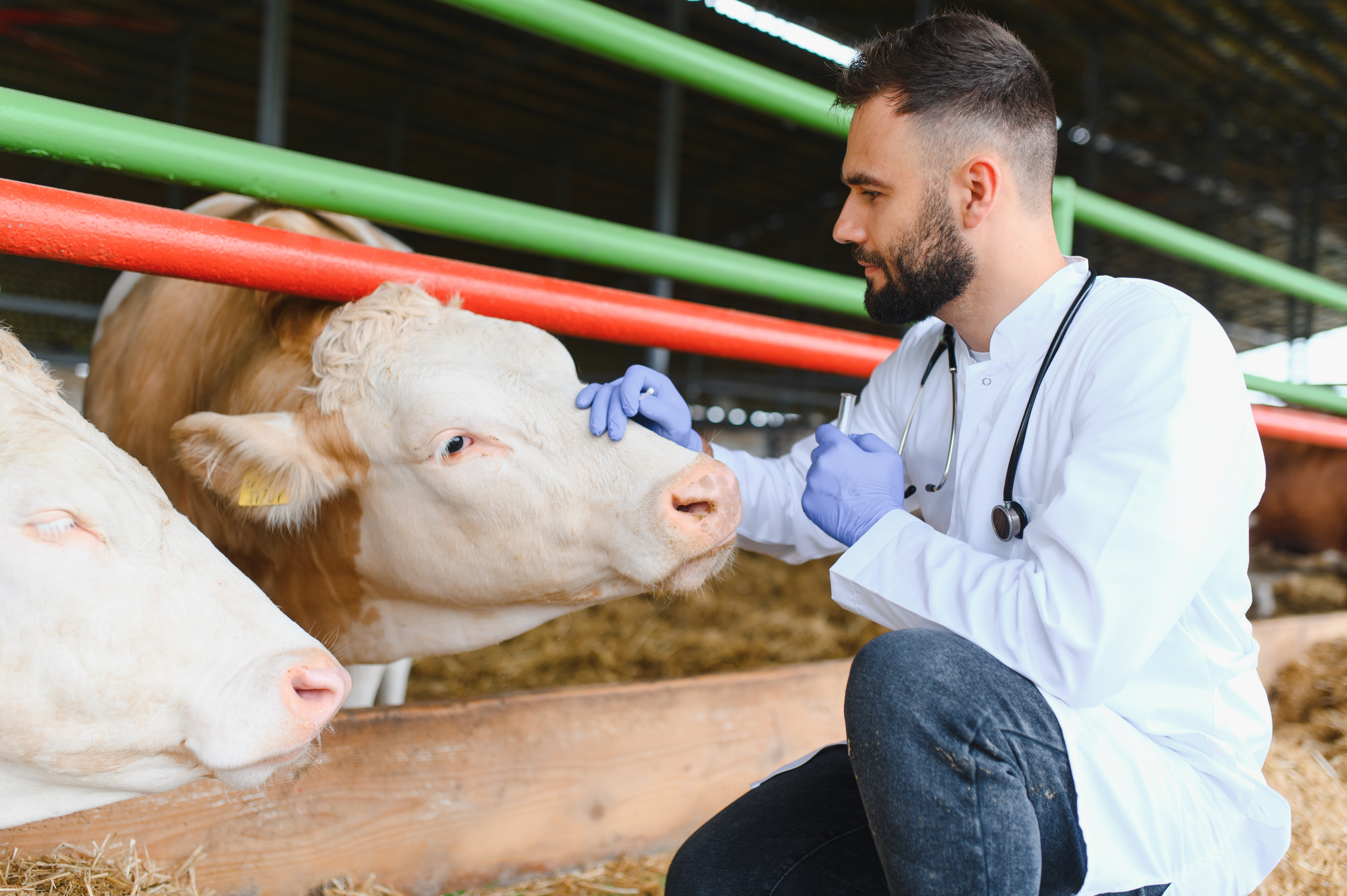 Vet examining a herd of calfs before vaccinations - Vaccine Adjuvants by Aurorium