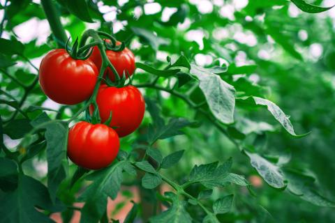 yield improvers - tomatoes