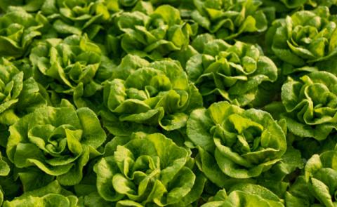 crop protection