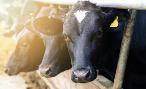 livestock health