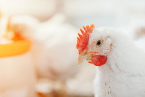 livestock nutrition