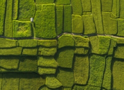 farmland