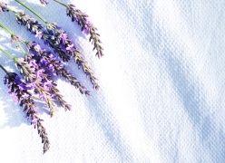lavender on sheet