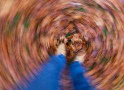 abstract image of leaves