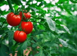 yield improvers - tomatoes