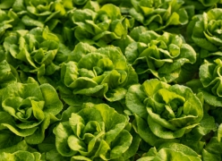 crop protection