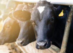 livestock health