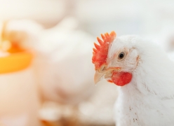 livestock nutrition